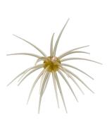  Hideup Coike 17mm Creature Bait- # 267 Clear Wakasagi