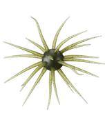 Spro Coike Fullcast # 102 Watermelon Seed